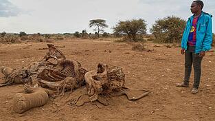 Seit Juni sind im Amboseli-Gebiet 18 Elefanten durch Vergiftungen gestorben. (Archivbild) Seit Juni sind im Amboseli-Gebiet 18 Elefanten durch Vergiftungen gestorben. (Archivbild)