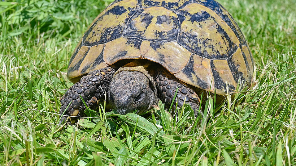 Eine Griechische Landschildkr&ouml;te im Garten