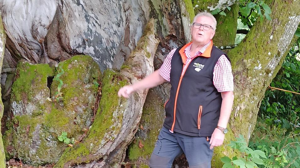 Hans W&uuml;hrer bei der m&auml;chtigen Linde auf der Frath. 800 Jahre soll sie alt sein.
