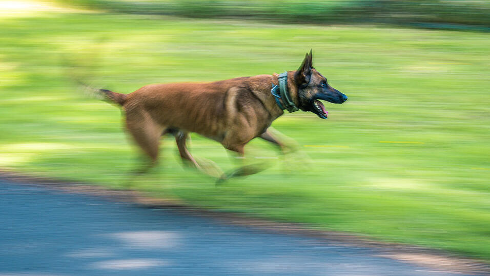 Offenbar handelt es sich bei dem ausgesetzten Tier um einen Schäferhund.