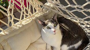 Wir suchen zum Internationalen Tag der Katze die schönsten Katzenbilder.