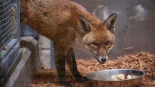 Der Fuchs lebt nun erstmal im Bronx Zoo.