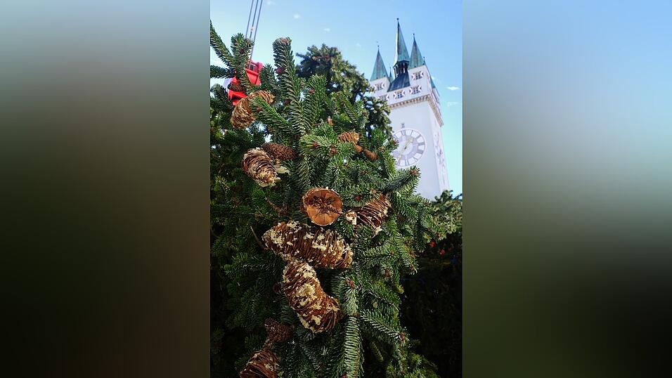 Straubing hat wieder den ersten Christbaum Bayerns! Straubing hat wieder den ersten Christbaum Bayerns!