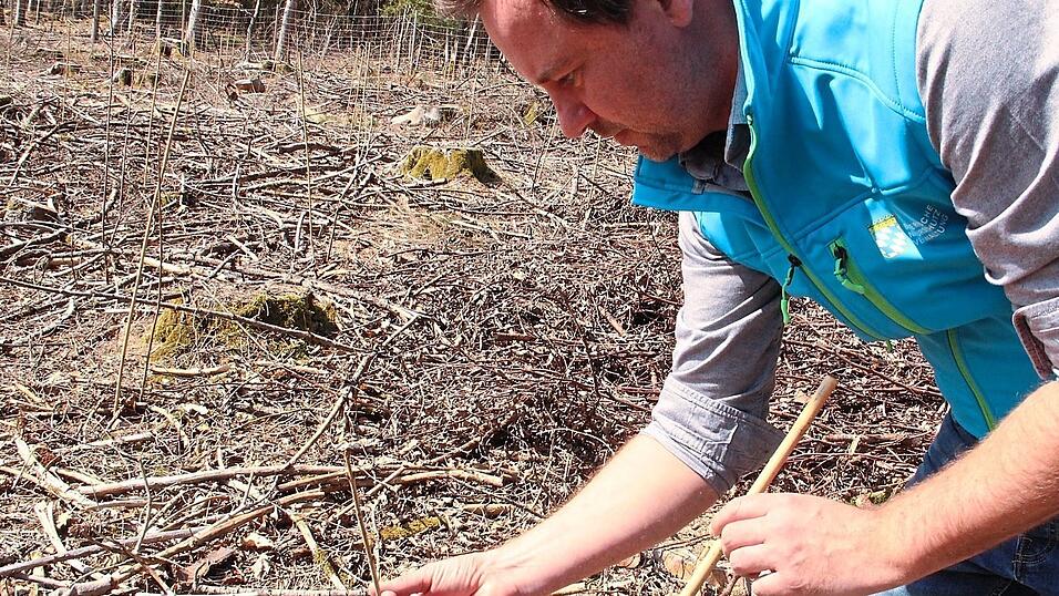 Andreas Daffner kontrolliert die jungen Bäume. Andreas Daffner kontrolliert die jungen Bäume.