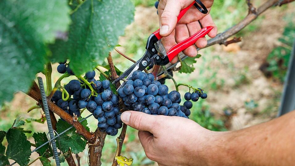 Bauernpräsident Joachim Rukwied sagt, der Weinbau sei in der größten Krise seit Jahrzehnten.(Archivbild) Bauernpräsident Joachim Rukwied sagt, der Weinbau sei in der größten Krise seit Jahrzehnten.(Archivbild)