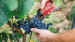 Bauernpr&auml;sident Joachim Rukwied sagt, der Weinbau sei in der gr&ouml;&szlig;ten Krise seit Jahrzehnten.(Archivbild)