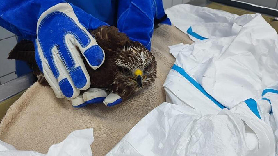 Der geschw&auml;chte Greifvogel wird aufgep&auml;ppelt.