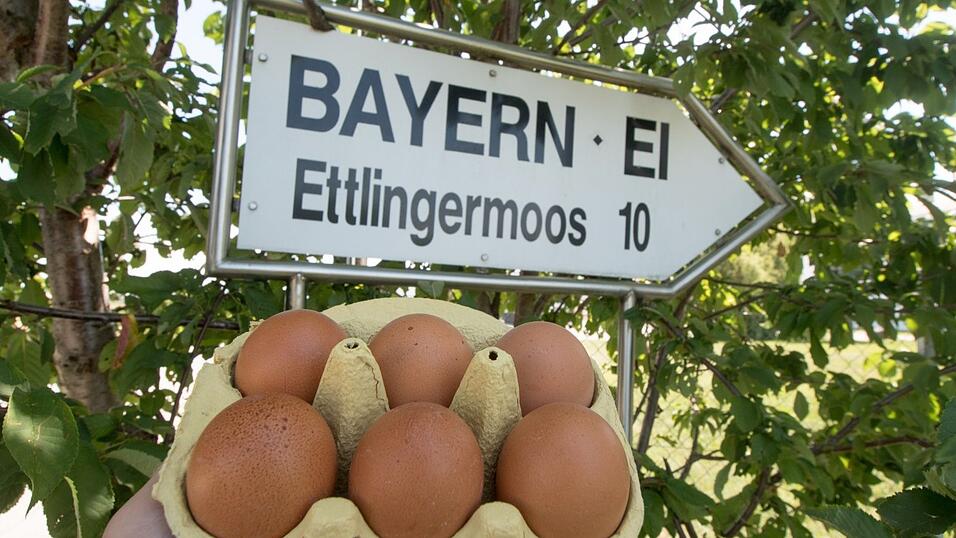 Kommt die Ur-Salmonelle aus den Ställen in Niederharthausen und Ettling? Dazu wird derzeit ermittelt. Kommt die Ur-Salmonelle aus den Ställen in Niederharthausen und Ettling? Dazu wird derzeit ermittelt.