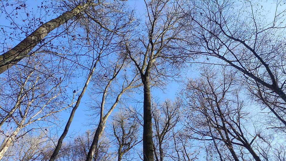 Waldstimmung bei P&ouml;rndorf.&nbsp;