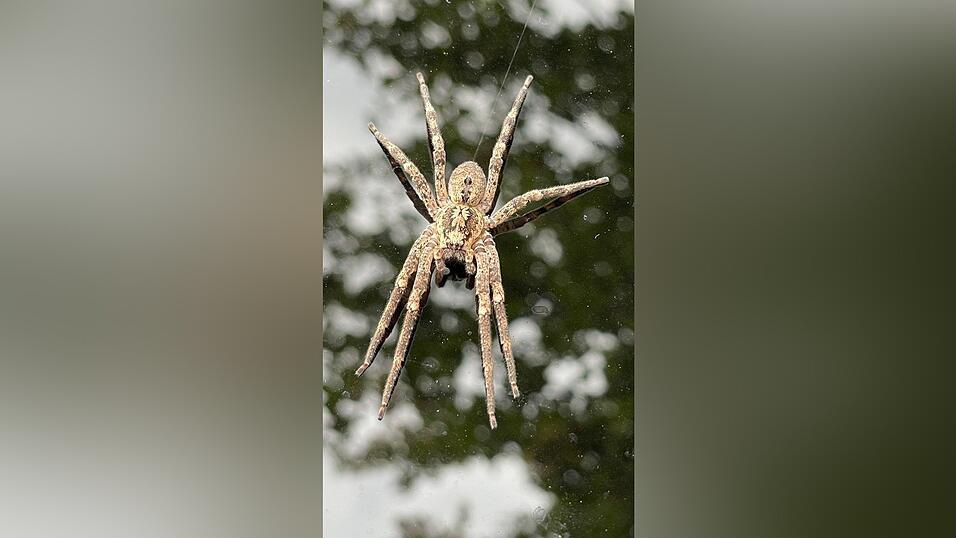 Eine Nosferatu-Spinne sitzt auf einem Autodach.