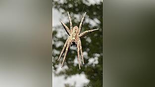 Eine Nosferatu-Spinne sitzt auf einem Autodach.