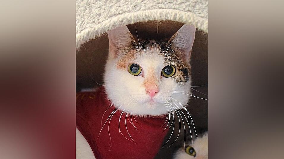 Susi kam im vergangenen Jahr zur Welt. Susi kam im vergangenen Jahr zur Welt.