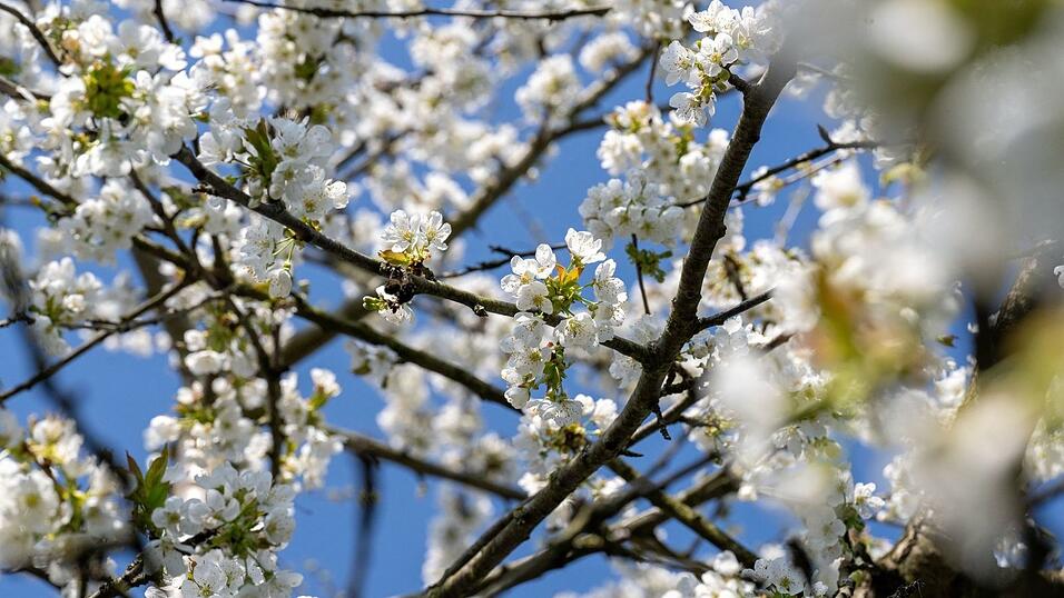 Der Fr&uuml;hling setzt sich langsam auch in Bayern durch (Archivbild).