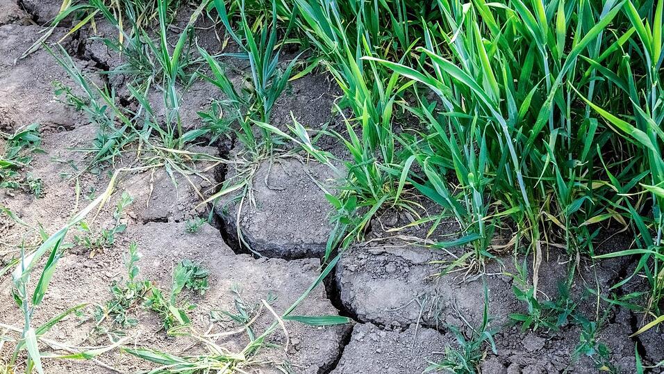 Die Landwirtschaft in Europa k&auml;mpft mit den Folgen des Klimawandels.