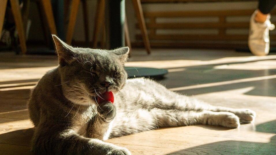 Auch an den sechs tierischen Bewohner des Regensburger Katzentempels geht Corona nicht spurlos vorbei. Die angeordnete Schließung der Gastronomie hat das Leben der Samtpfoten auf den Kopf gestellt. Wo sind bloß all die Spielkameraden hin? Auch an den sechs tierischen Bewohner des Regensburger Katzentempels geht Corona nicht spurlos vorbei. Die angeordnete Schließung der Gastronomie hat das Leben der Samtpfoten auf den Kopf gestellt. Wo sind bloß all die Spielkameraden hin?