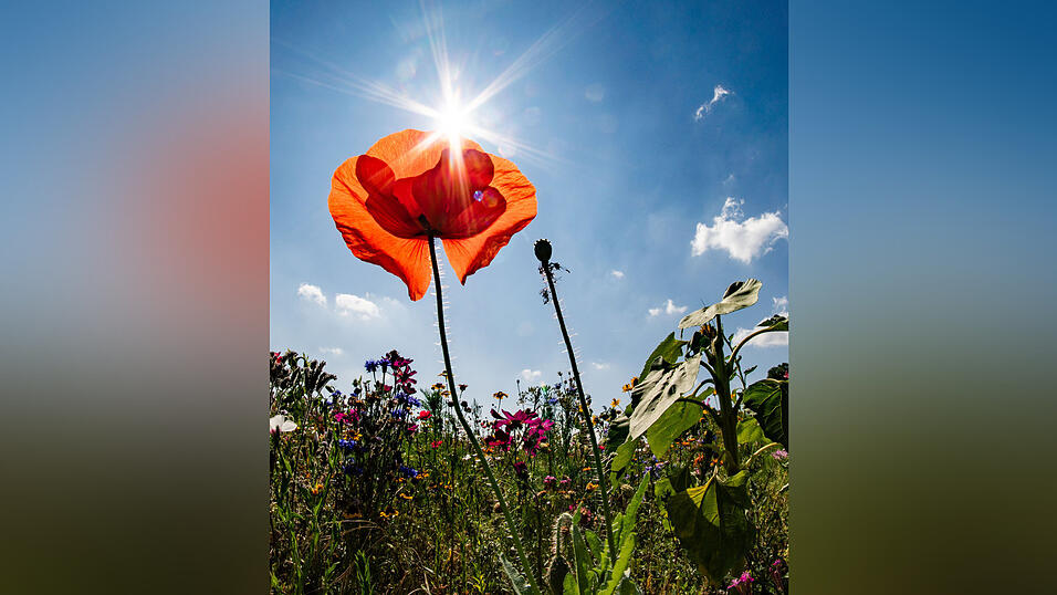 So kann jeder der Natur helfen, möglichst bunt zu bleiben. So kann jeder der Natur helfen, möglichst bunt zu bleiben.