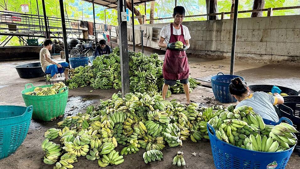 In der «Elefantenküche» werden täglich Tausende Bananen für die Tiere vorbereitet. In der «Elefantenküche» werden täglich Tausende Bananen für die Tiere vorbereitet.
