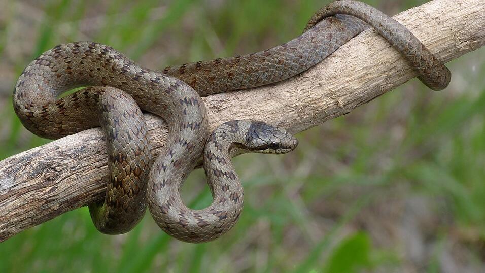 Die Schlingnatter oder auch Coronella austriaca. Diese recht kleine und unscheinbare Schlangenart ist f&uuml;r den Menschen v&ouml;llig harmlos, da ungiftig. Nicht selten wird sie allerdings mit der Kreuzotter verwechselt. Die Grundf&auml;rbung der Oberseite der Schlingnatter ist grau, graubraun, br&auml;unlich oder r&ouml;tlich-braun. Bei M&auml;nnchen dominieren braune bis r&ouml;tliche Farbt&ouml;ne, w&auml;hrend die Weibchen oft eher grau sind. Die Schlingnatter ern&auml;hrt sich von anderen Reptilien wie zum Beispiel Eidechsen und Schlangen. Sie erreicht eine maximale K&ouml;rperl&auml;nge von bis zu 80 Zentimetern und steht unter Naturschutz.