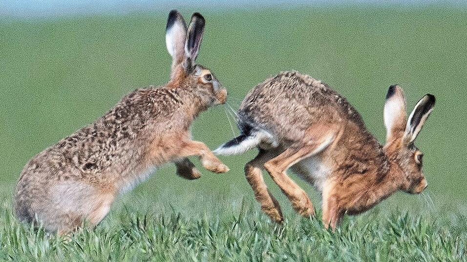 Die vermeintlich harmlosen Hoppler k&ouml;nnen einen f&uuml;r Menschen gef&auml;hrlichen Erreger in sich tragen.