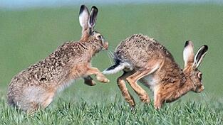 Die vermeintlich harmlosen Hoppler können einen für Menschen gefährlichen Erreger in sich tragen. Die vermeintlich harmlosen Hoppler können einen für Menschen gefährlichen Erreger in sich tragen.