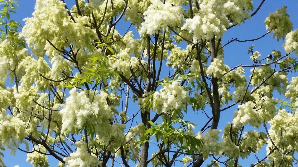 Die Blütenstände sehen wie große Wattebauschen aus. Die Blütenstände sehen wie große Wattebauschen aus.