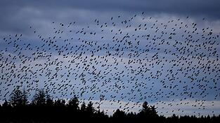 Die Stare sind bereits aus dem S&uuml;den zur&uuml;ck und lassen sich in geselligen Trupps blicken. (Archivbild)