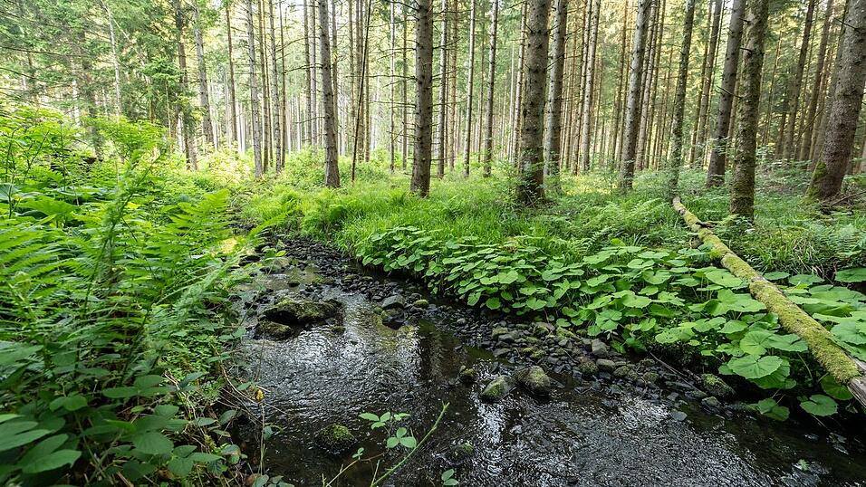 Nicht immer ist mit blo&szlig;em Auge erkennbar, in welchem Zustand ein Bach sich befindet. Ein gro&szlig;es Problem sind nach wie vor Pestizide aus der Landwirtschaft. (Illustration)