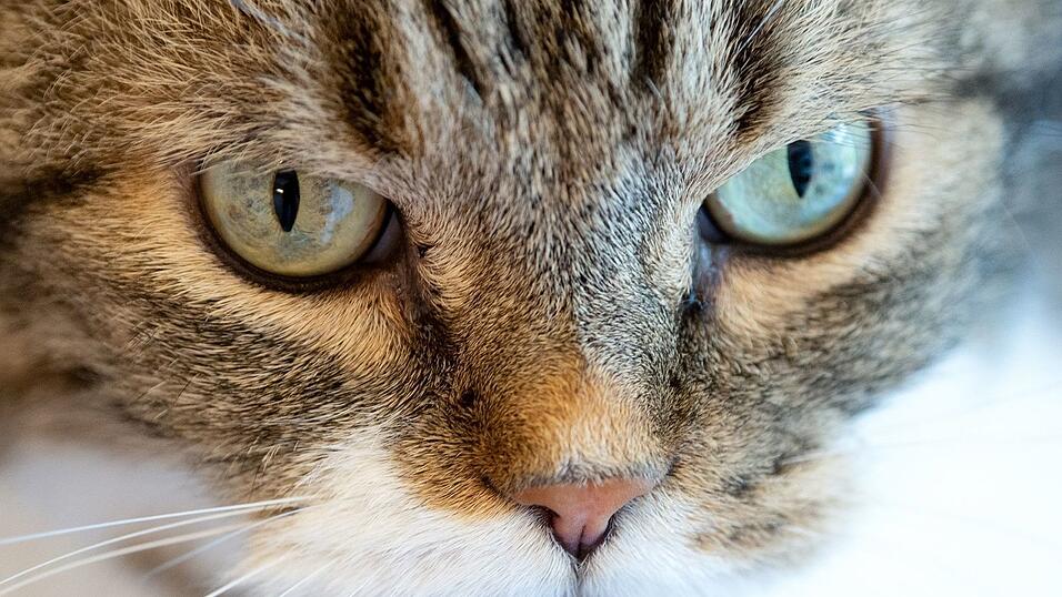 23 Katzen wurden an den Tierschutz &uuml;bergeben. (Symbolbild)