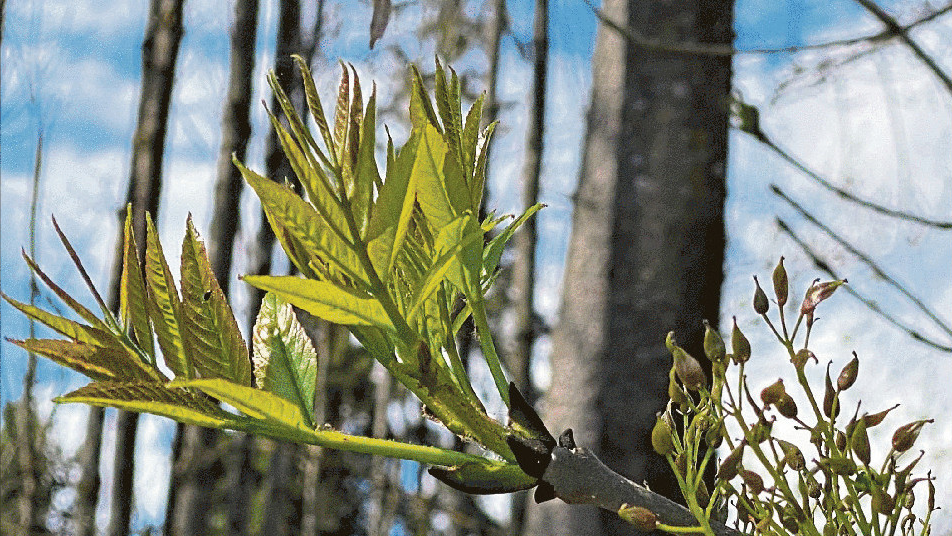 Der Austrieb der Esche (Fraxinus excelsior). Der Austrieb der Esche (Fraxinus excelsior).
