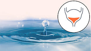 In der Blase kommt der von den Nieren produzierte Urin an. Von dort aus wird er ausgeschieden.&nbsp;