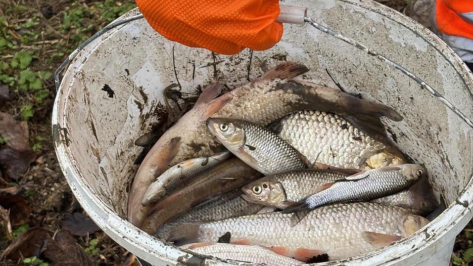 Eimerweise sammelte der Pilstinger Bauhof im Dezember die toten Fische ein. (Archivfoto)