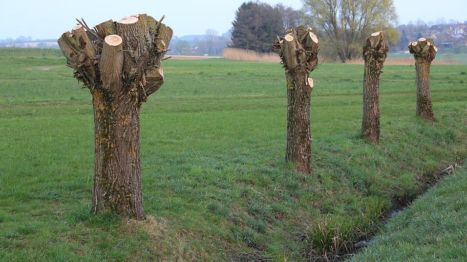 Eine Kopfweidenreihe an einem Wiesengraben.