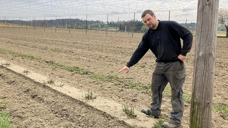 Josef Siegmund steht bei seinem Hopfen der Sorte Herkules - Anfang Mai werden die Pflanzen bereits so hoch stehen wie seine Hand. Auf der Fläche hinter ihm wird allerdings erst einmal kein Hopfen mehr wachsen. Siegmund hat das Feld gerodet und baut dort für dieses Jahr Mais an. Josef Siegmund steht bei seinem Hopfen der Sorte Herkules - Anfang Mai werden die Pflanzen bereits so hoch stehen wie seine Hand. Auf der Fläche hinter ihm wird allerdings erst einmal kein Hopfen mehr wachsen. Siegmund hat das Feld gerodet und baut dort für dieses Jahr Mais an.