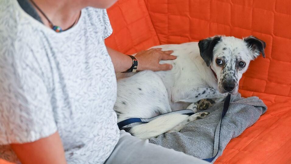 &Auml;ngstliche Hunde bekommen wegen der B&ouml;llerei zu Silvester oft Panikzust&auml;nde und m&uuml;ssen beruhigt werden. (Symbolfoto)
