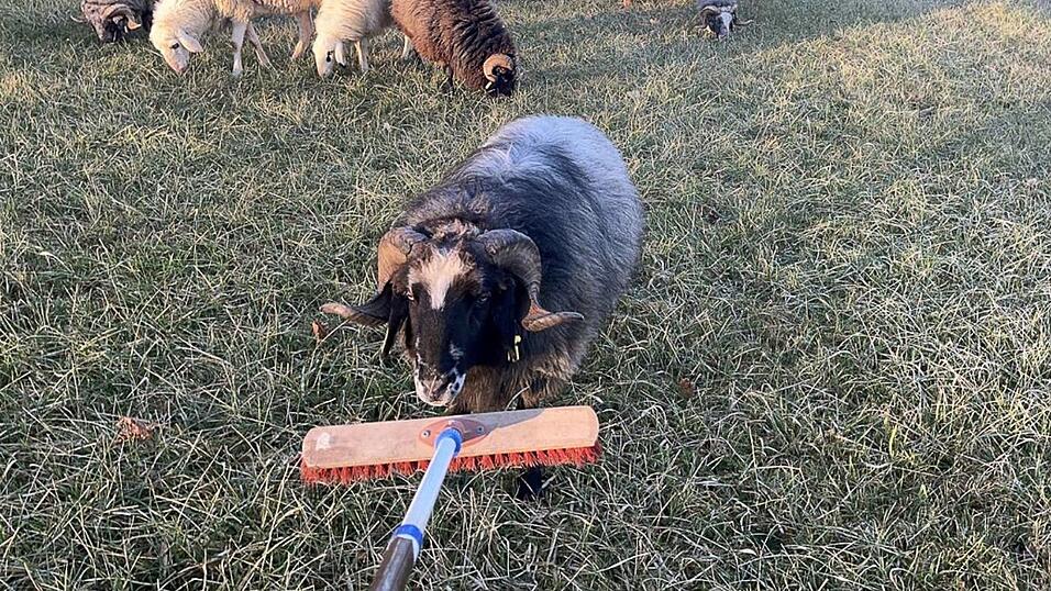 Bis zum Eintreffen des Eigent&uuml;mers k&uuml;mmerte sich die Polizei um die Tiere.