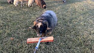 Bis zum Eintreffen des Eigent&uuml;mers k&uuml;mmerte sich die Polizei um die Tiere.