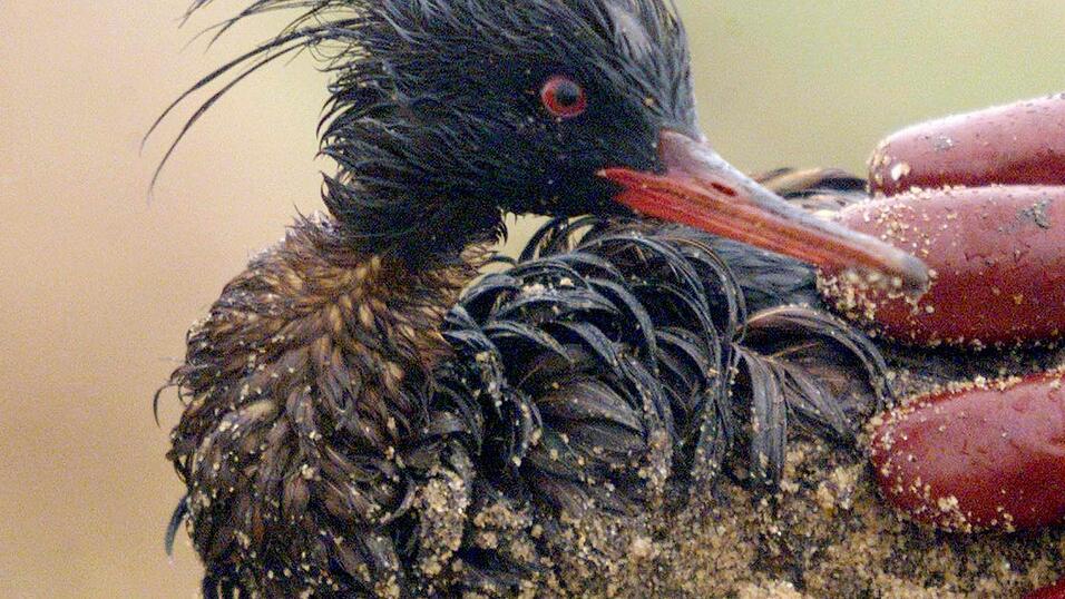 Die &Ouml;lpest nach dem Untergang der &laquo;Erika&raquo; kostete Zehntausende V&ouml;gel das Leben (Archivbild).