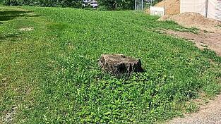 Es bleibt nur ein alter Baumstumpf vom einstigen Reichtum.