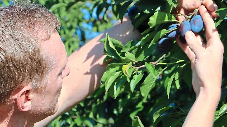 Früchte brauchen noch Sonne