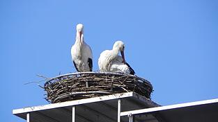 Das Storchenpärchen ist voriges Jahr von Böhmerwald Bettfedern auf das Amtsgericht umgezogen. Auch dieses Jahr sind die Vögel wieder dort. Das Storchenpärchen ist voriges Jahr von Böhmerwald Bettfedern auf das Amtsgericht umgezogen. Auch dieses Jahr sind die Vögel wieder dort.