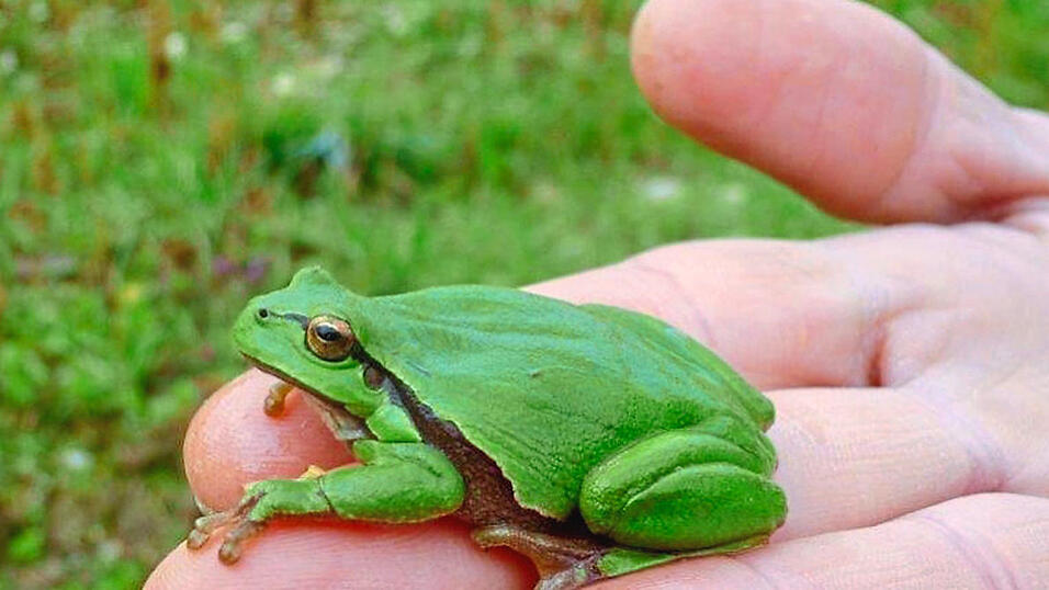 Der Laubfrosch findet hier geeigneten Lebensraum.