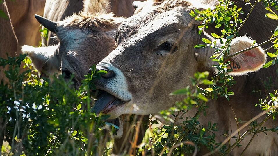 Die Fleischerzeugung hat einen erheblichen Einfluss auf Frankreichs CO2-Fu&szlig;abdruck (Archivbild).