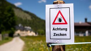 Zecken übertragen Krankheiten. (Archivbild) Zecken übertragen Krankheiten. (Archivbild)