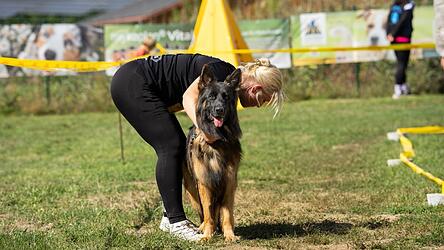 Die Hunde wurden genau getestet und mussten verschiedene Aufgaben absolvieren, wie hier die Sch&auml;ferh&uuml;ndin Majolie-Rosalie, Siegerin in der Offenen Klasse H&uuml;ndinnen Langstockhaar.