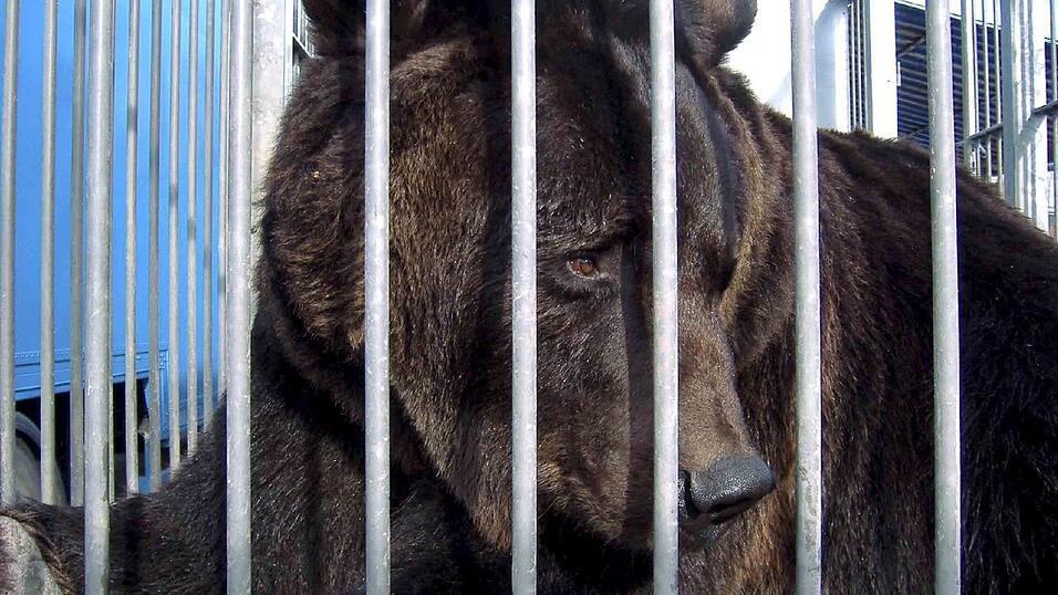 Ein Bild aus vergangenen Tagen: 'Ben' hinter Gittern in dem Zirkus in Plattling. Wenig später wurde er vom Landratsamt Deggendorf wegen 'grober Verstöße gegen das Tierschutzgesetz' beschlagnahmt.
