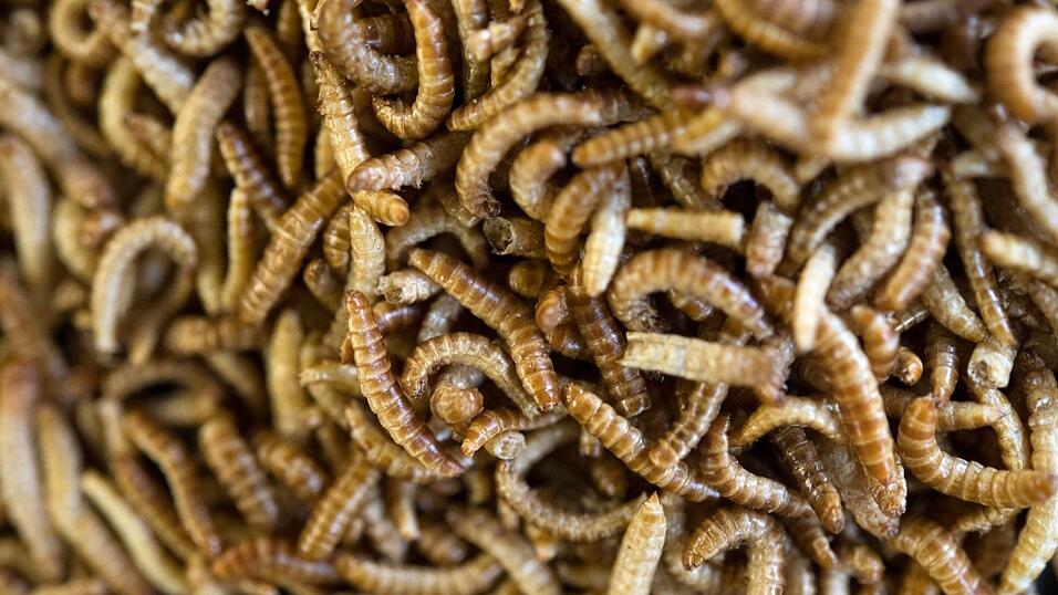 Anders als in Deutschland sind in vielen Ländern weltweit Insekten auf dem Teller nichts Ungewöhnliches.