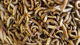 Anders als in Deutschland sind in vielen Ländern weltweit Insekten auf dem Teller nichts Ungewöhnliches.