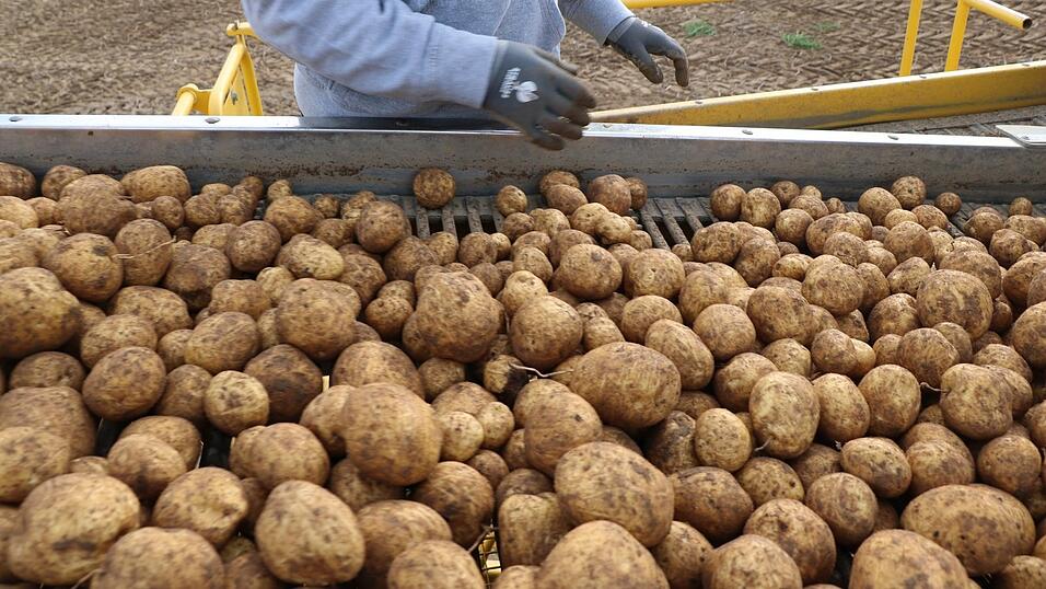 Der Roder transportiert die Kartoffeln über ein Förderband. Steine, Erdklumpen oder Krautreste werden aussortiert.