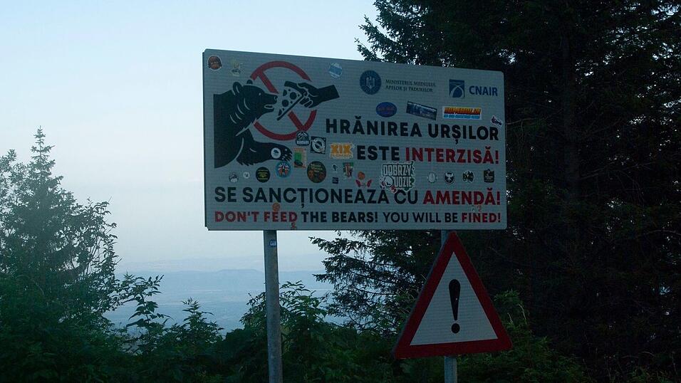 B&auml;ren f&uuml;ttern ist in Rum&auml;nien streng verboten, weil es die Tiere den Menschen gef&auml;hrlich nahe bringt. (Archivbild)