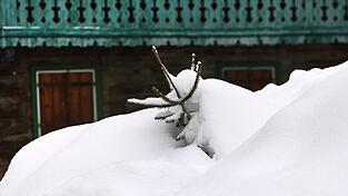 Christbäumen macht Kälte und Schnee eher nichts aus. Ihren Produzenten schon. Zumindest, wenn so viel fällt, dass sie ihre Bäume vor dem Schneiden noch freischaufeln müssen.